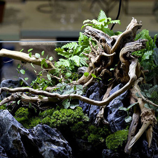 Natural Driftwood Decoration for Aquariums 8-15cm by HitMyNeed