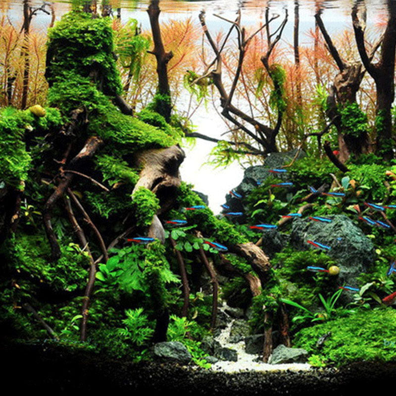 Natural Driftwood Decoration for Aquariums 8-15cm by HitMyNeed