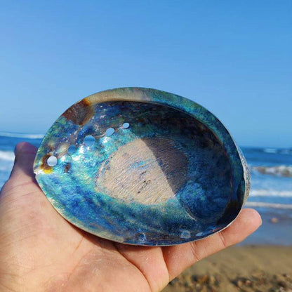 Natural Rainbow Abalone Shell Decor Dish 11-13cm by HitMyNeed