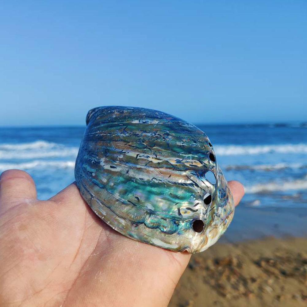Natural Rainbow Abalone Shell Decor Dish 11-13cm by HitMyNeed