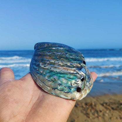 Natural Rainbow Abalone Shell Decor Dish 11-13cm by HitMyNeed