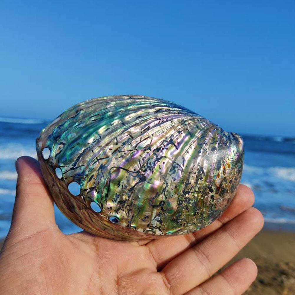 Natural Rainbow Abalone Shell Decor Dish 11-13cm by HitMyNeed