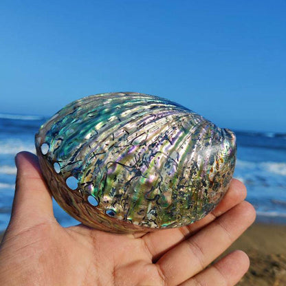 Natural Rainbow Abalone Shell Decor Dish 11-13cm by HitMyNeed