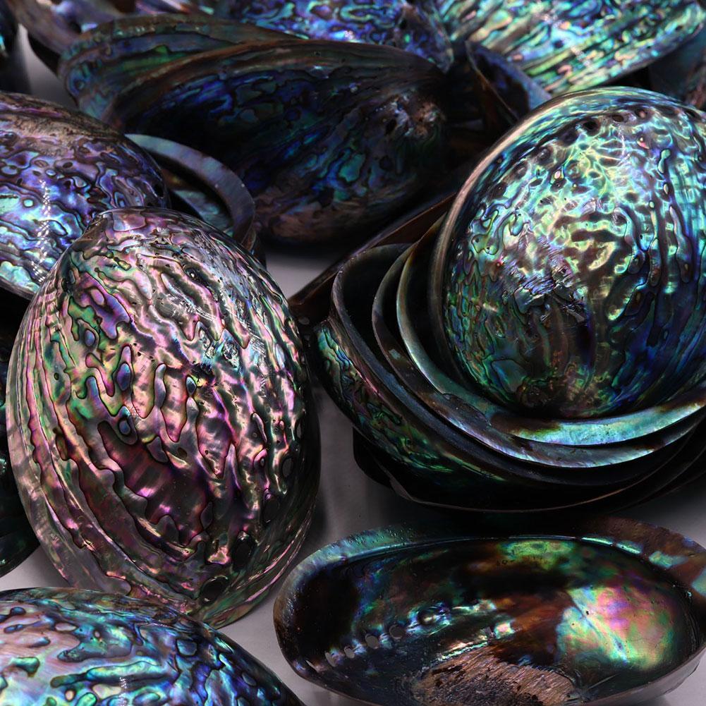 Natural Rainbow Abalone Shell Decor Dish 11-13cm by HitMyNeed