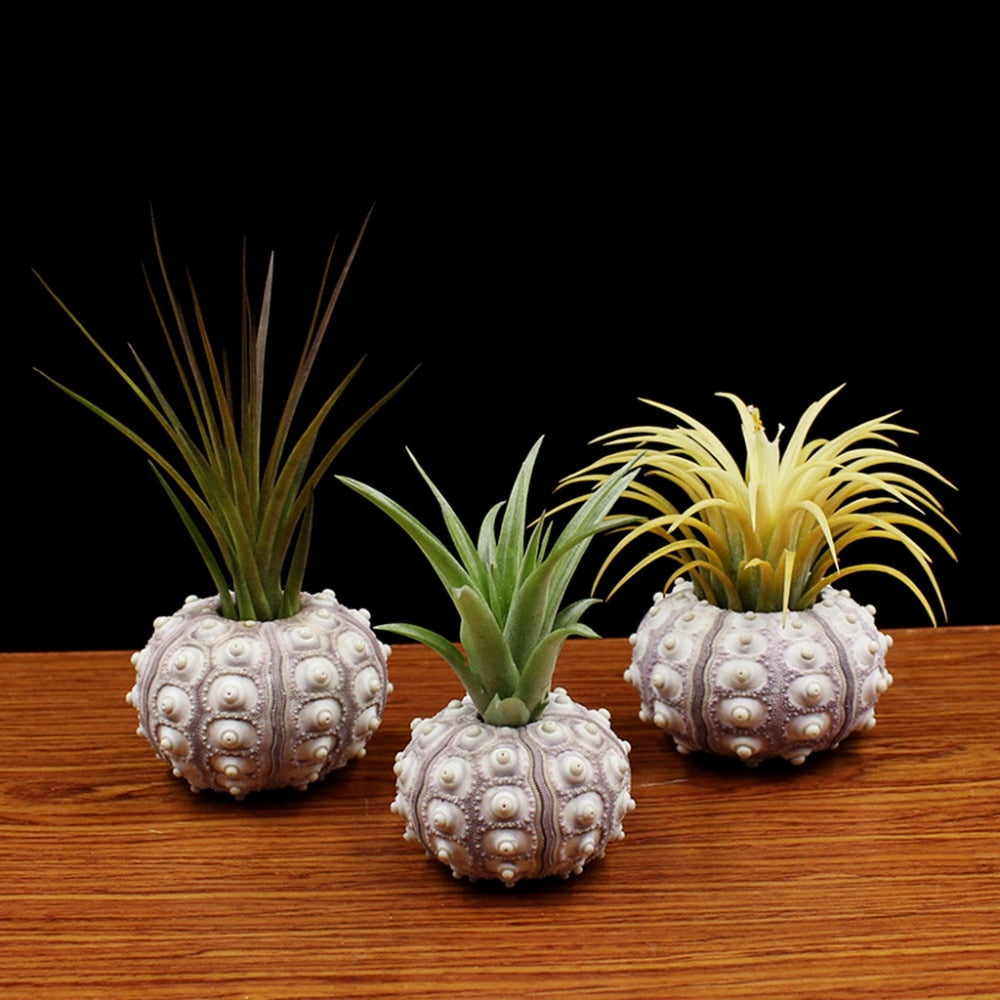 Natural Sea Urchin Shell Air Plant Holder by HitMyNeed