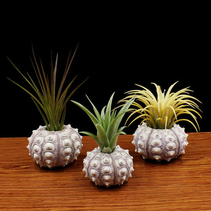 Natural Sea Urchin Shell Air Plant Holder by HitMyNeed