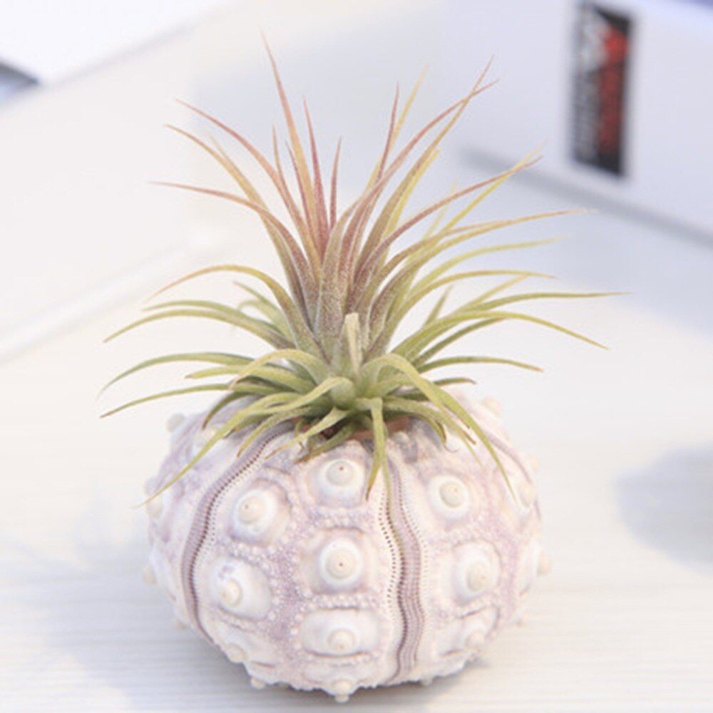 Natural Sea Urchin Shell Air Plant Holder by HitMyNeed