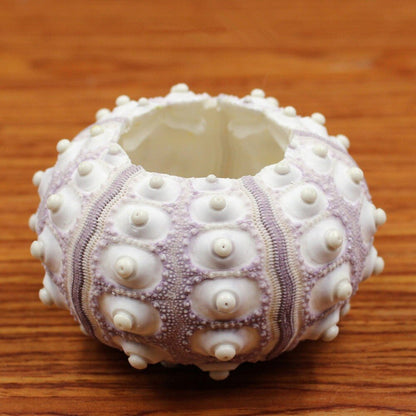 Natural Sea Urchin Shell Air Plant Holder by HitMyNeed