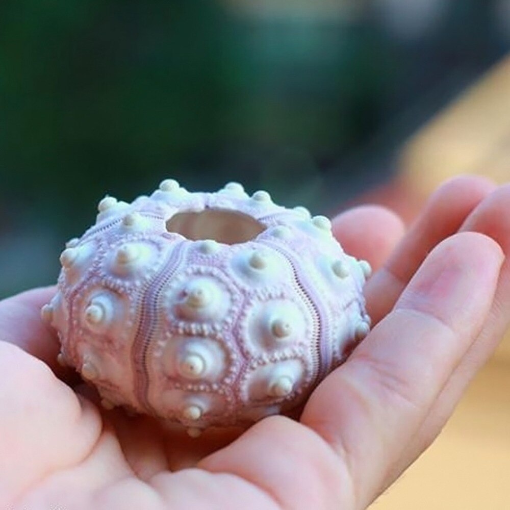Natural Sea Urchin Shell Air Plant Holder by HitMyNeed