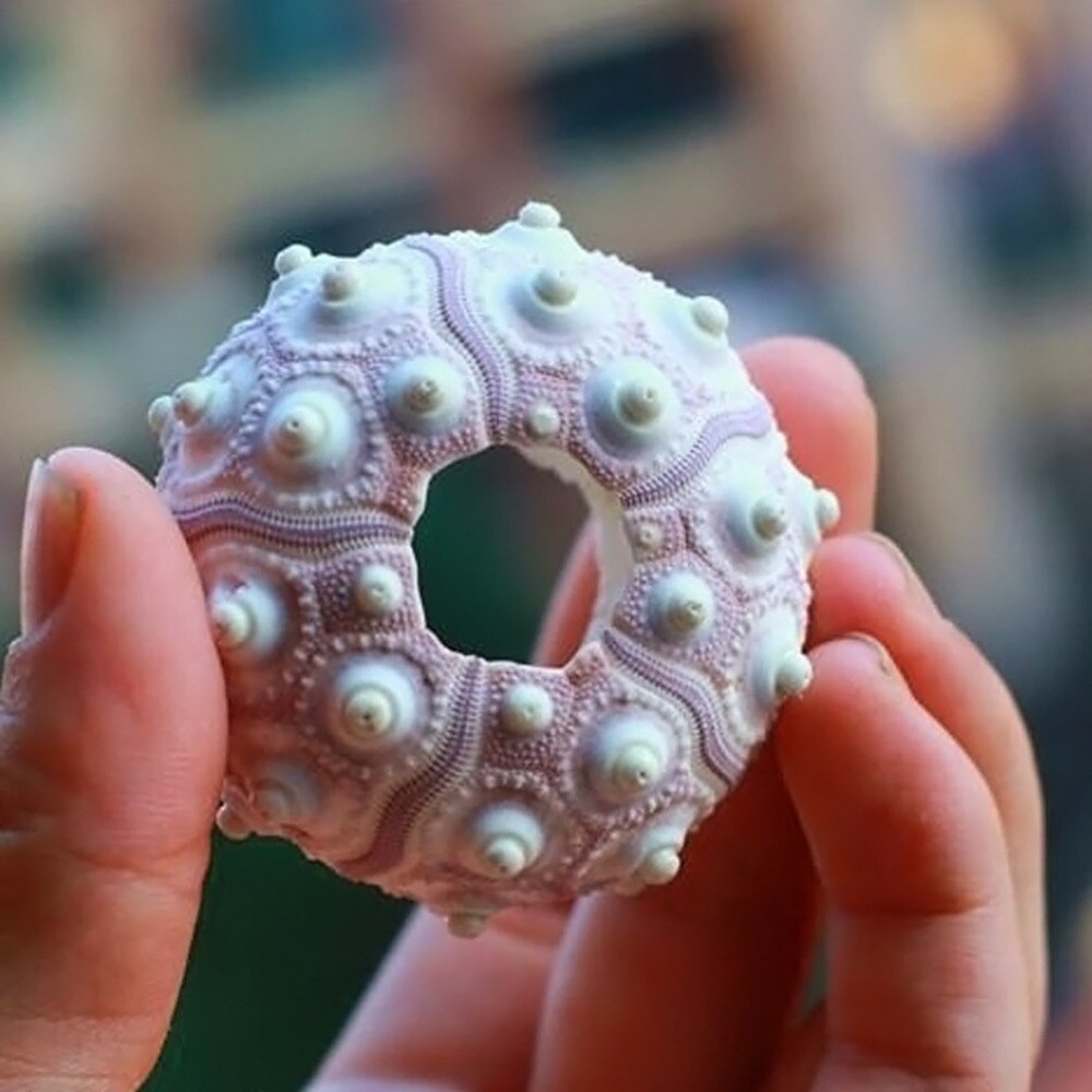 Natural Sea Urchin Shell Air Plant Holder by HitMyNeed