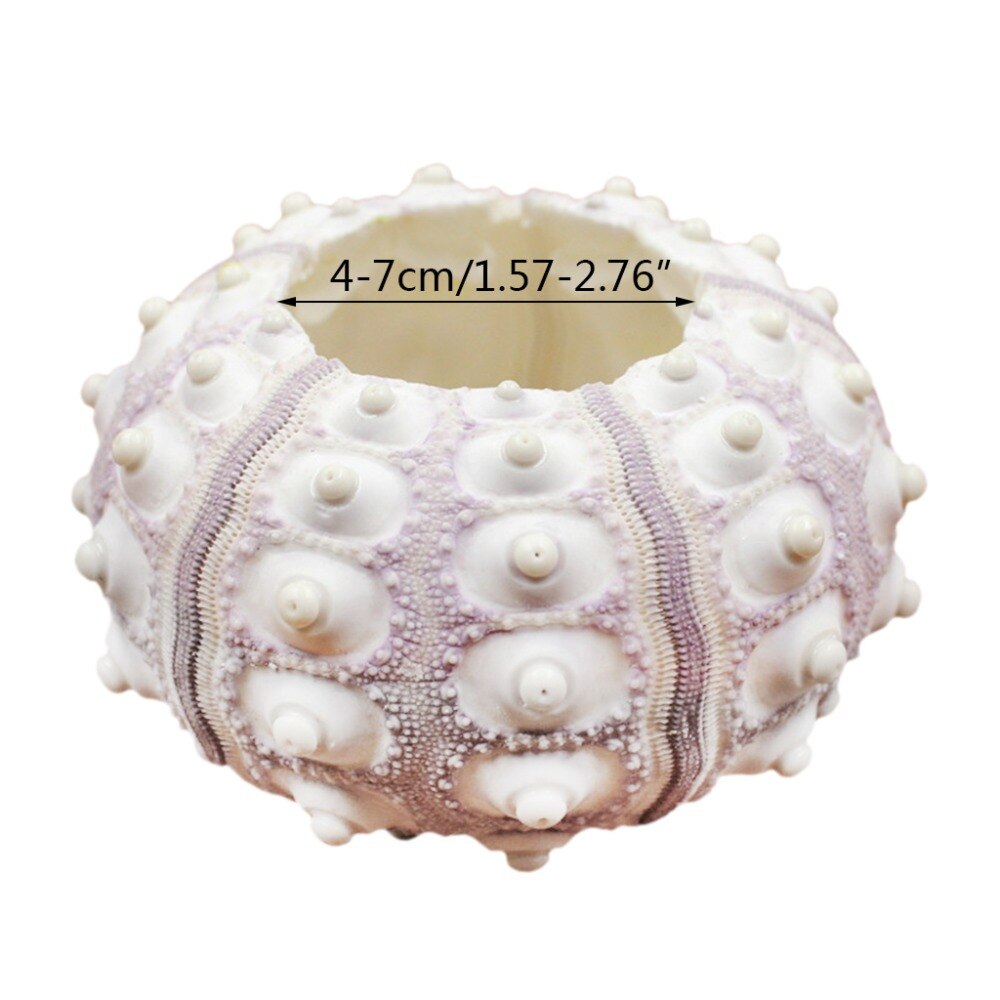 Natural Sea Urchin Shell Air Plant Holder by HitMyNeed