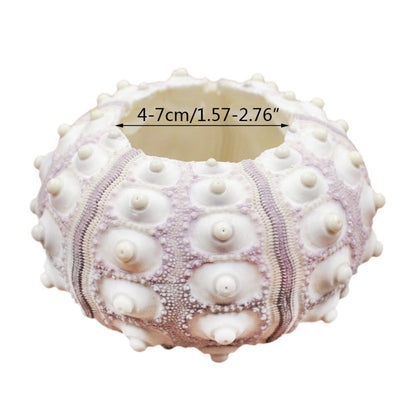 Natural Sea Urchin Shell Air Plant Holder by HitMyNeed