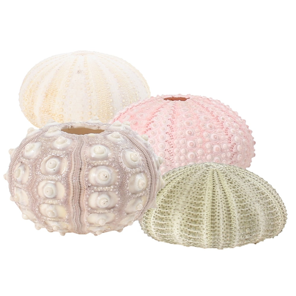 Natural Sea Urchin Shell Decor Set (4pcs) by HitMyNeed