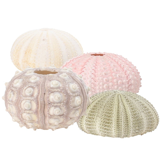 Natural Sea Urchin Shell Decor Set (4pcs) by HitMyNeed