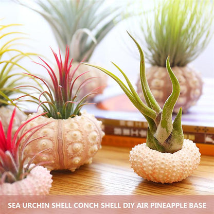 Natural Sea Urchin Shell Decor Set (4pcs) by HitMyNeed