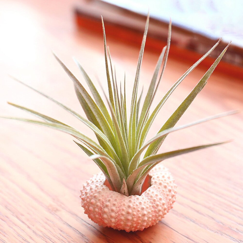 Natural Sea Urchin Shell Decor Set (4pcs) by HitMyNeed