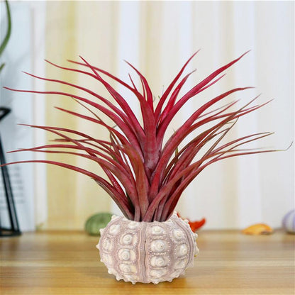 Natural Sea Urchin Shell Decor Set (4pcs) by HitMyNeed
