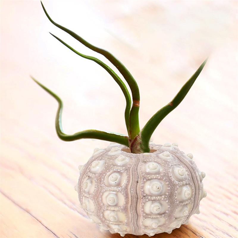 Natural Sea Urchin Shell Decor Set (4pcs) by HitMyNeed