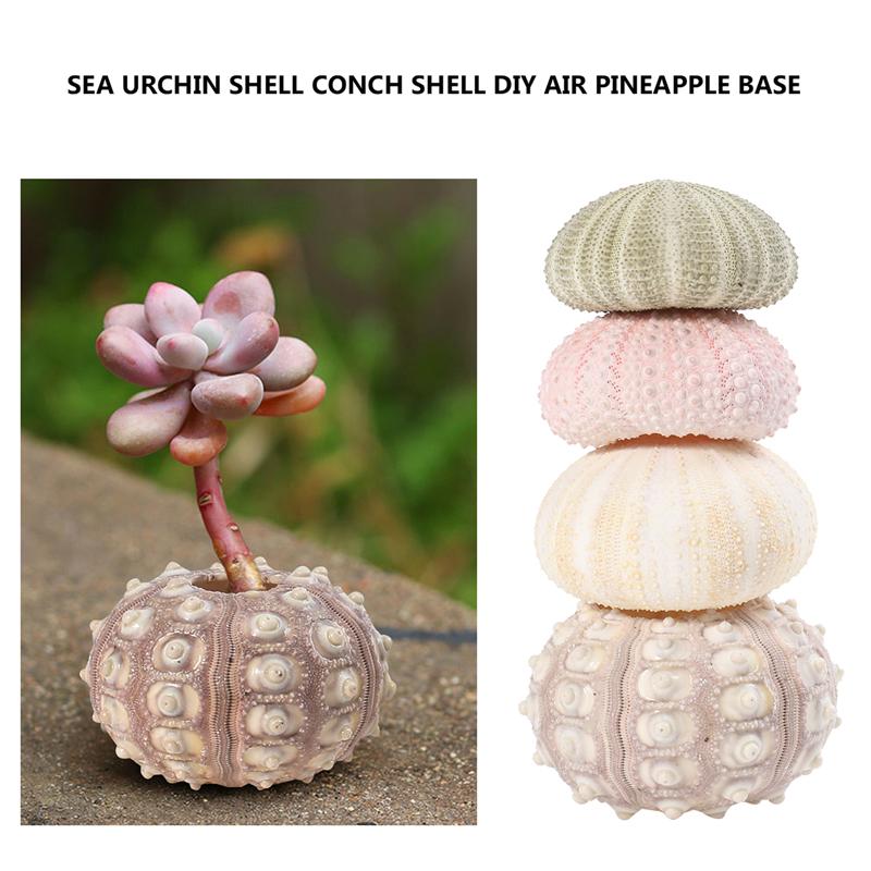 Natural Sea Urchin Shell Decor Set (4pcs) by HitMyNeed