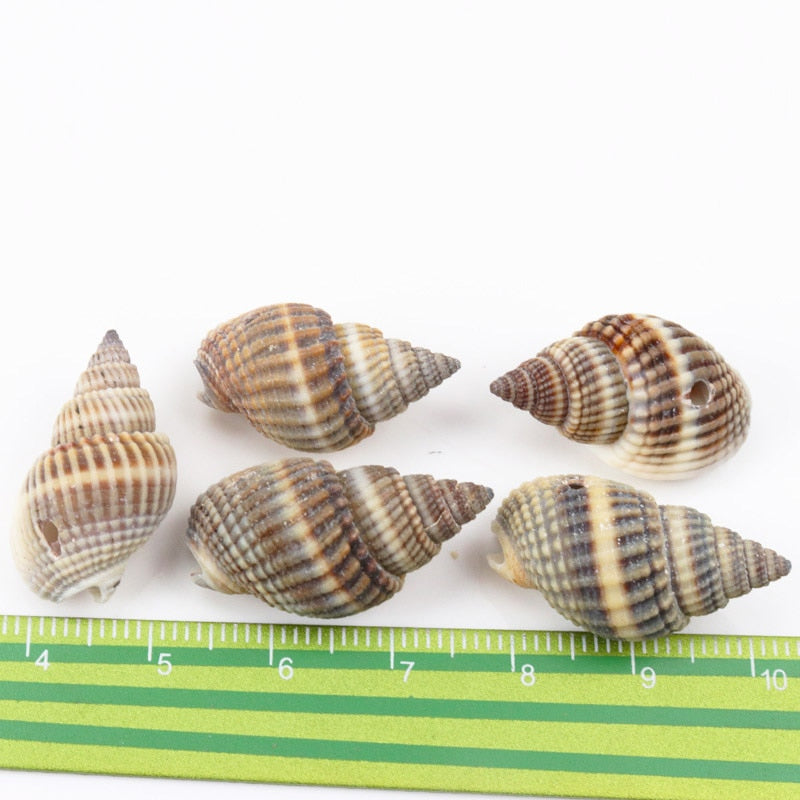 Natural Spiral Seashells for DIY Crafts (10 Pack) by HitMyNeed