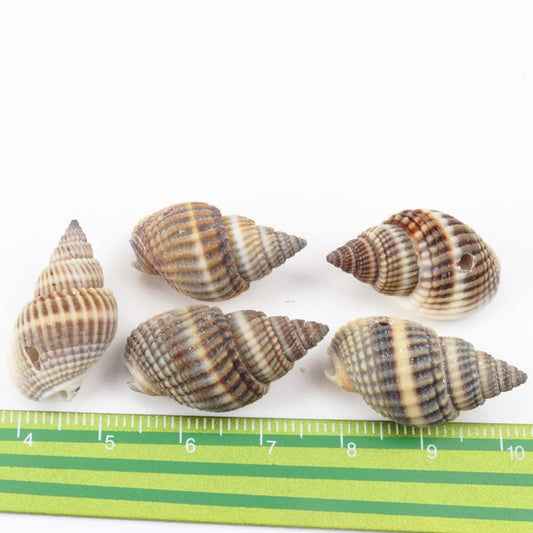 Natural Spiral Seashells for DIY Crafts (10 Pack) by HitMyNeed