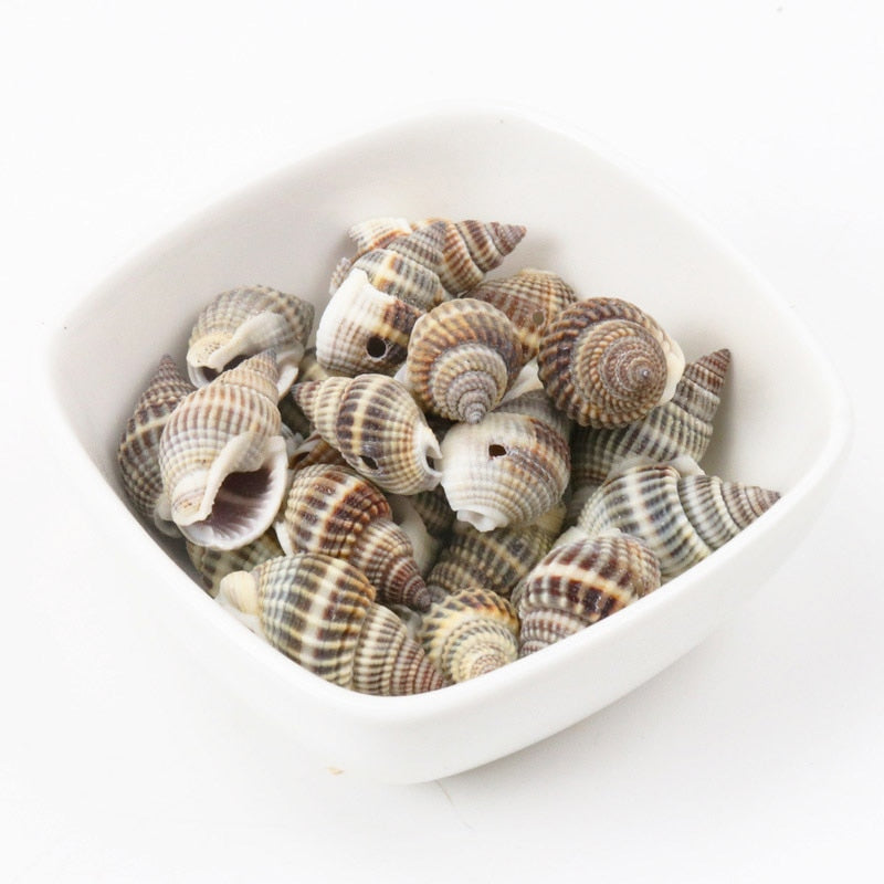 Natural Spiral Seashells for DIY Crafts (10 Pack) by HitMyNeed
