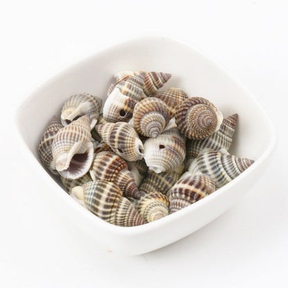 Natural Spiral Seashells for DIY Crafts (10 Pack) by HitMyNeed