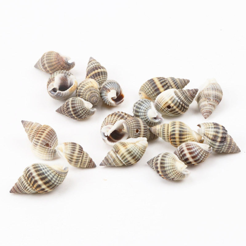Natural Spiral Seashells for DIY Crafts (10 Pack) by HitMyNeed