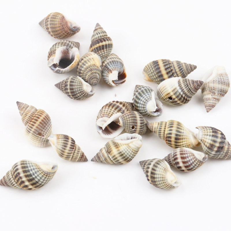Natural Spiral Seashells for DIY Crafts (10 Pack) by HitMyNeed