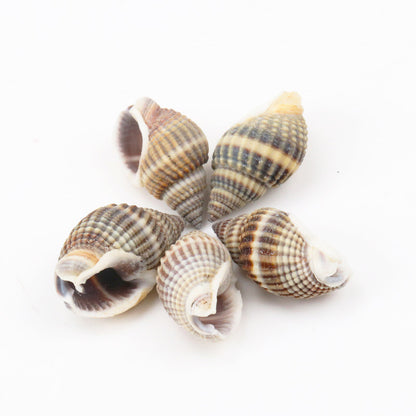 Natural Spiral Seashells for DIY Crafts (10 Pack) by HitMyNeed