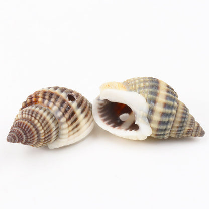 Natural Spiral Seashells for DIY Crafts (10 Pack) by HitMyNeed