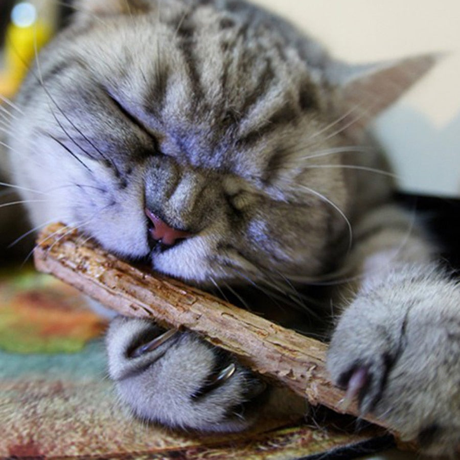 Natural Wood Cat Dental Sticks (20 Pack) by HitMyNeed