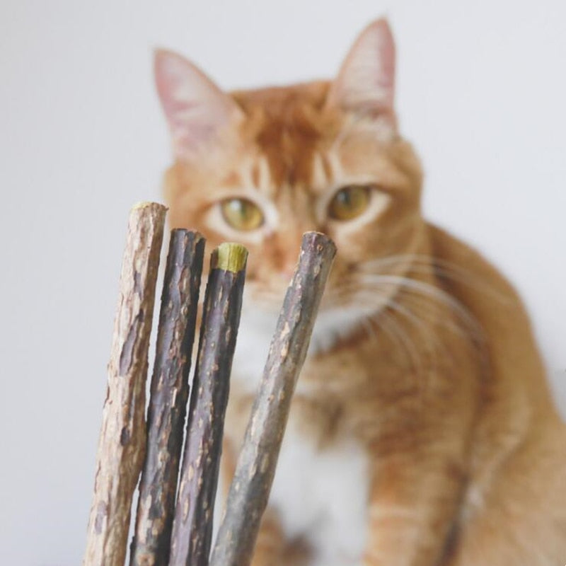 Natural Wood Cat Dental Sticks (20 Pack) by HitMyNeed