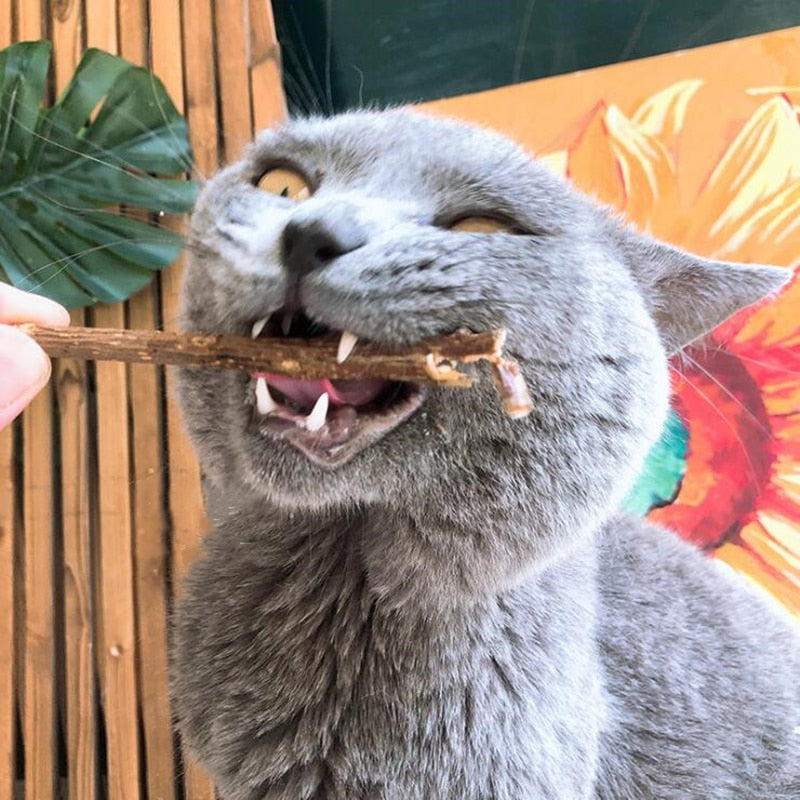 Natural Wood Cat Dental Sticks (20 Pack) by HitMyNeed