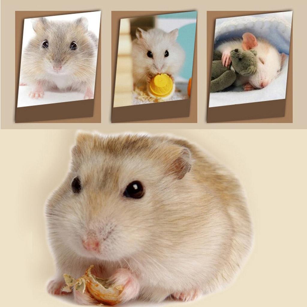 Natural Wooden Hamster Hideout House by HitMyNeed