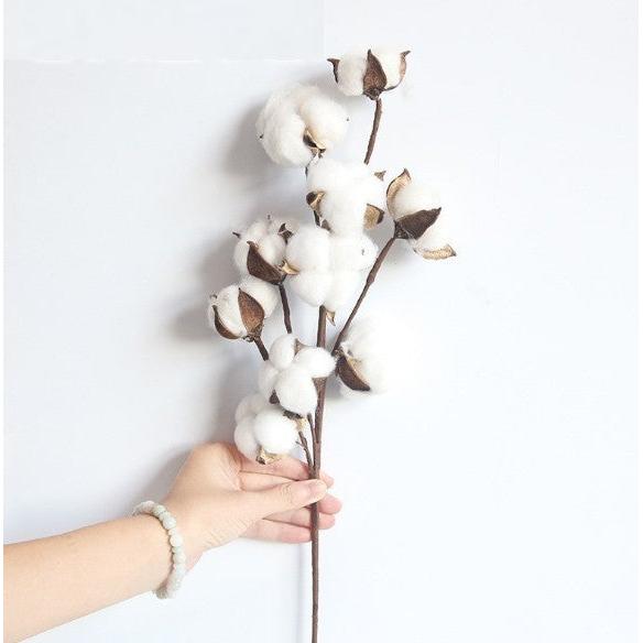 Naturally Dried Cotton Stem Home Decoration by HitMyNeed