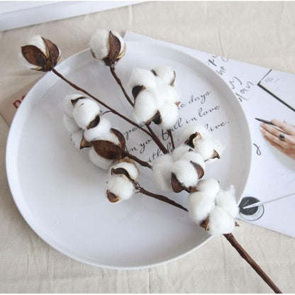 Naturally Dried Cotton Stem Home Decoration by HitMyNeed