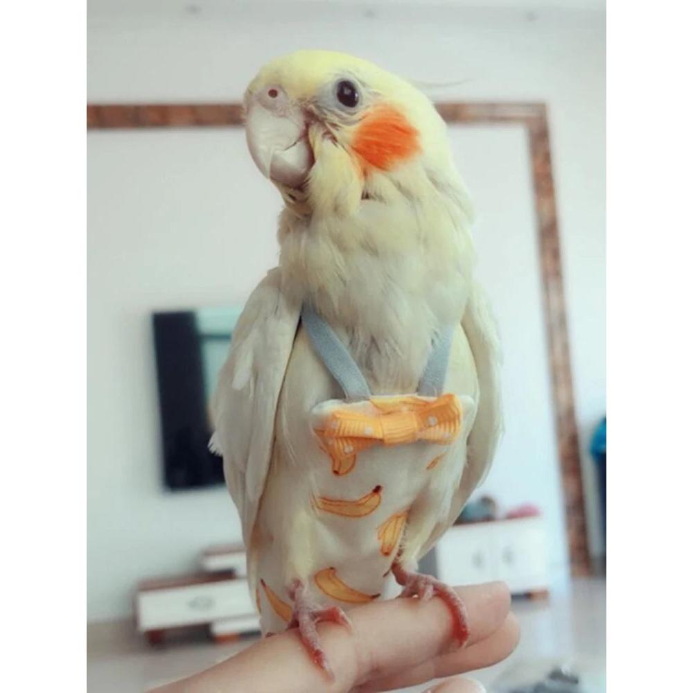 Parrot Diaper with Bowtie Fruit Floral Washable Suit by HitMyNeed