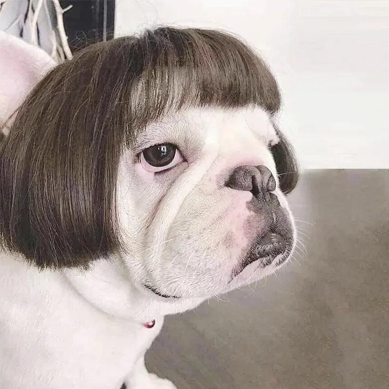 Pet Wig Cosplay Costume for Dogs and Cats 3 by HitMyNeed