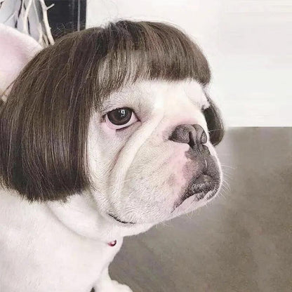 Pet Wig Cosplay Costume for Dogs and Cats 3 by HitMyNeed