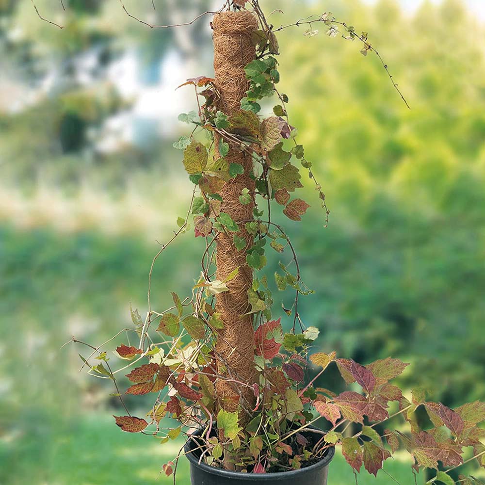 Plant Moss Stick Coco Coir Support Stake 50cm by HitMyNeed