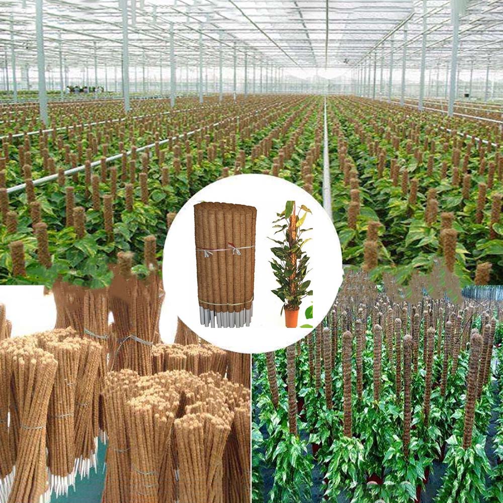 Plant Moss Stick Coco Coir Support Stake 50cm by HitMyNeed