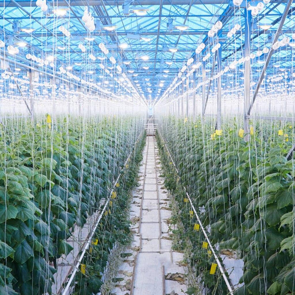 Plant Support Tomato Hooks with Adjustable Rope (2pcs) by HitMyNeed