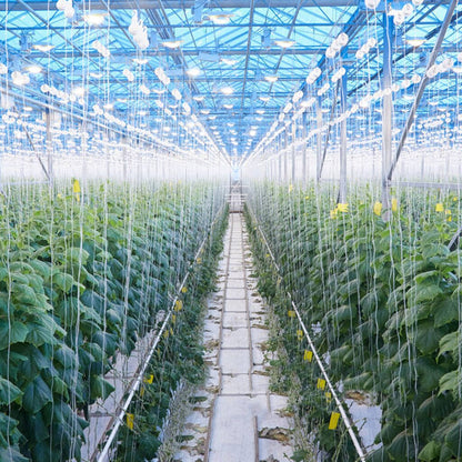 Plant Support Tomato Hooks with Adjustable Rope (2pcs) by HitMyNeed
