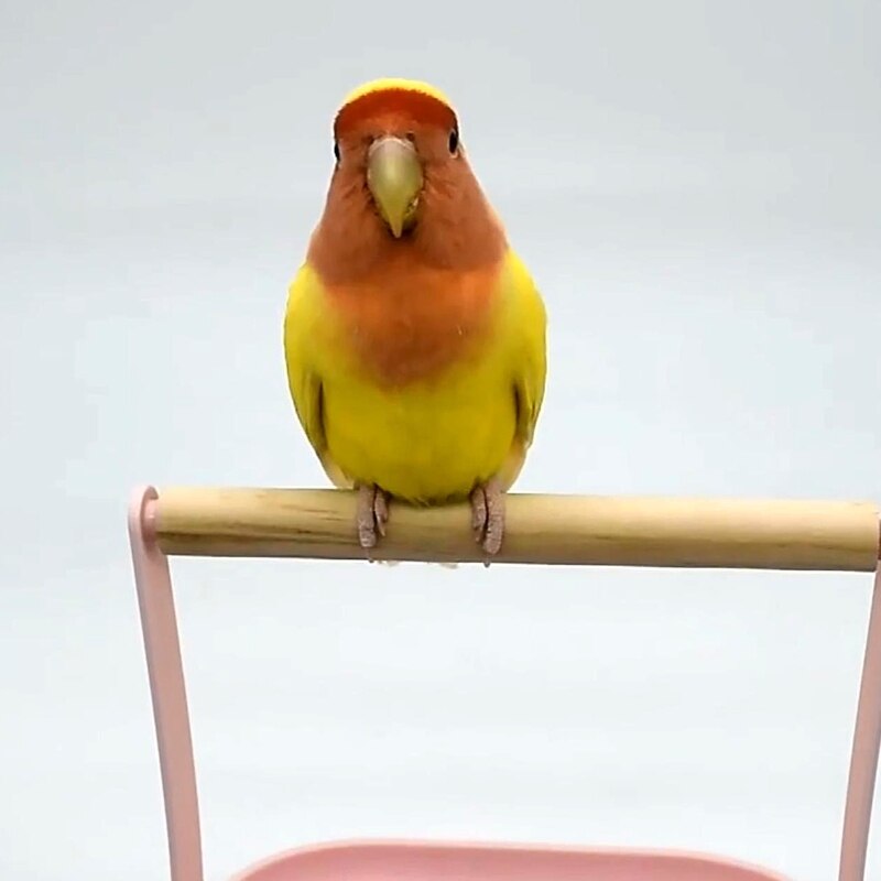 Plastic and Wood Bird Training Stand Perch by HitMyNeed