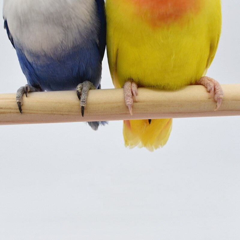Plastic and Wood Bird Training Stand Perch by HitMyNeed