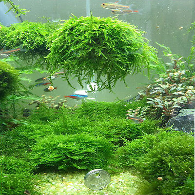 Plastic Aquarium Moss Ball Plant Grower by HitMyNeed