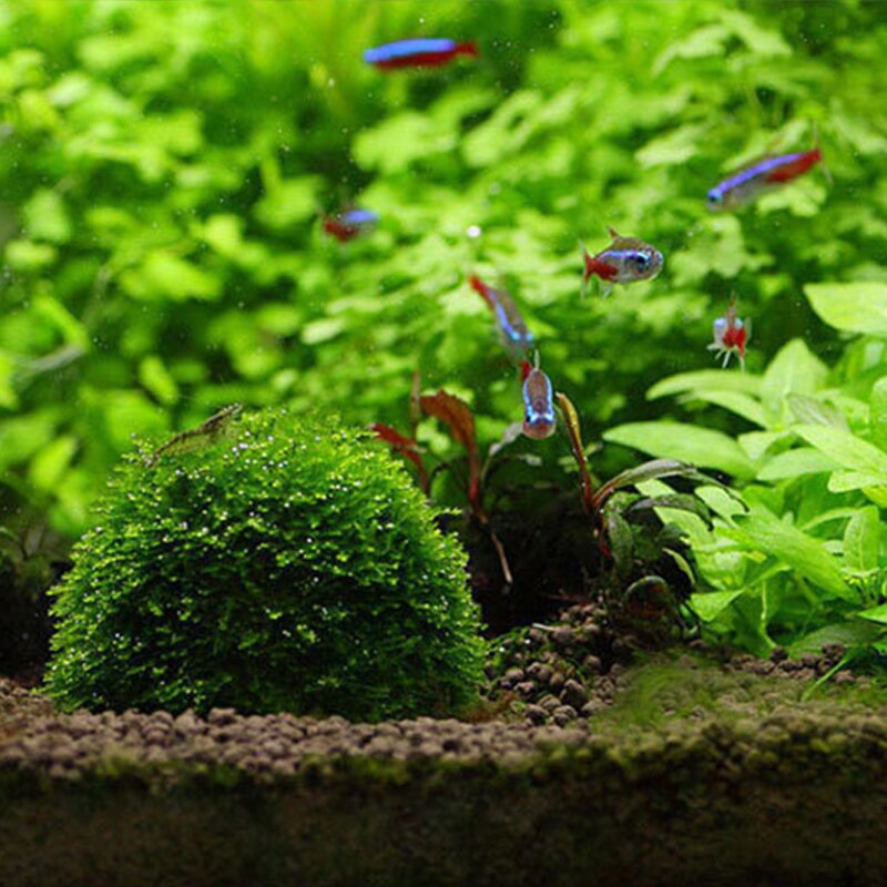 Plastic Aquarium Moss Ball Plant Grower by HitMyNeed
