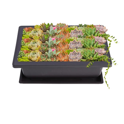 Plastic Bonsai Pots with Trays, 10-Pack by HitMyNeed