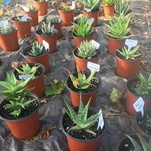 Plastic Plant Labels Tag Boards 100pcs 6x10cm by HitMyNeed